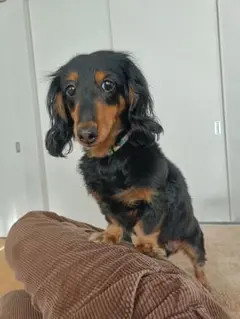 Item thumbnail for item defd9b54-3fcb-40cf-ac8e-5fd7de64b3a9