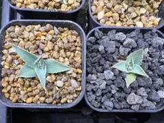 2026年最新】アガベ エボリスピナの人気アイテム - メルカリ