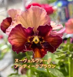 アンティークブラウンビオラの種20粒 ヌーヴェルヴァーグのサムネイル