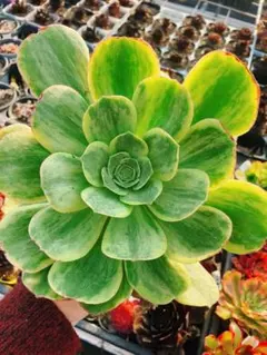 メル84991様 リクエスト 2点 まとめ商品