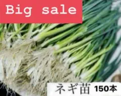 2026年最新】ねぎ 苗の人気アイテム - メルカリ