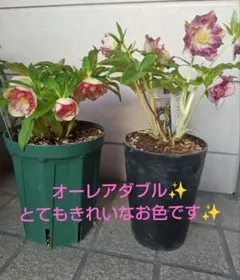 2026年最新】広瀬園芸 クリスマスローズの人気アイテム - メルカリ