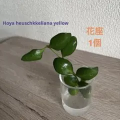 2026年最新】ホヤ 植物の人気アイテム - メルカリ