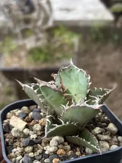 アガベ オテロイ オアハカ メキシコ産 現地株【現品・鉢付・タグ付・メルカリ便】 アガベ オアハカ オテロイ 子株5株セット。 アガベ オアハカ オテロイ