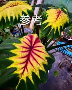 2025年最新】コロカシア ピンクの人気アイテム - メルカリ