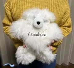 アルパカテディベア ベビーアルパカ100% Mサイズ