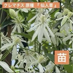 ポポちゃん☆様 リクエスト 2点 まとめ商品