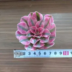 m2b様 リクエスト 2点 まとめ商品