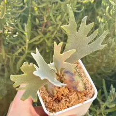 2026年最新】yellow moon dwarfの人気アイテム - メルカリ