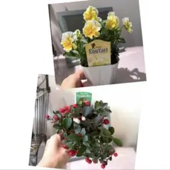 user_a50fc9e1様 リクエスト 2点 まとめ商品