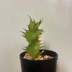 2025年最新】ユーフォルビア・トルチラマの人気アイテム - メルカリ