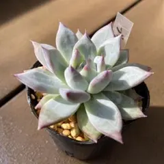 ブラックサバス　多肉植物