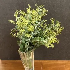 アカシア　パールアカシア　ミモザ　フレッシュ　蕾