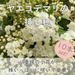 桃色オオデマリジェミニ&コデマリ挿し木用挿し穂 ビバーナム
