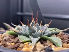 アガベ　ユタエンシス　エボリスピナ　陽炎　コンパクトのサムネイル