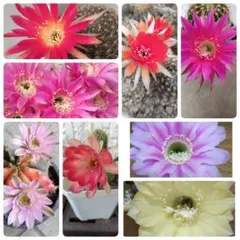 花サボテン ミニ苗 8種セットのサムネイル