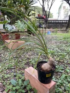 2026年最新】トックリランの人気アイテム - メルカリ