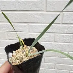 【セール】ブーファン　ディスティチャ　No.002　鉢ごと　送料込 セール】ブーファン ディスティチャ No.002 鉢ごと 送料込