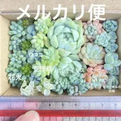カット苗　多肉　詰め合わせ　寄せ植え　ロココ　キャラメルスプライトのサムネイル