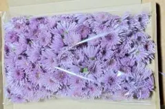 食用菊　カシロの苗　3＋2本　匿名配送 食用菊 カシロの苗 3＋2本 匿名配送 食用菊 カシロの苗 3＋2本