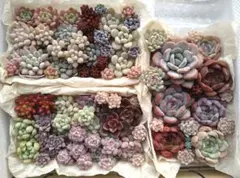 多肉植物カット苗抜き苗詰め合わせセットB