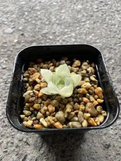 【特価‼︎】　ハオルチア　白蛇伝　カット苗① Yahoo!オークション - 多肉植物 ハオルチア 白蛇伝