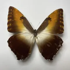 2026年最新】蝶 標本 ブラジルの人気アイテム - メルカリ