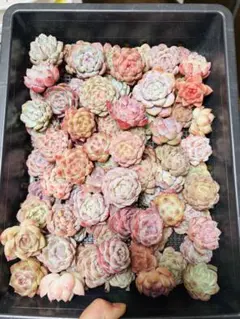 あみママ様 リクエスト 3点 まとめ商品