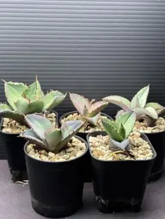 2026年最新】アガベ チタノタ ドワーフの人気アイテム - メルカリ