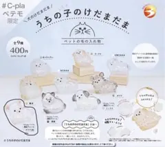 うちの子のけだまだま　犬　チワワ　白