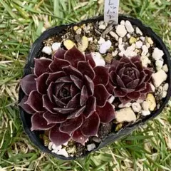 ひーちゃん様 リクエスト 2点 まとめ商品