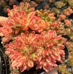 2026年最新】錦 アエオニウムの人気アイテム - メルカリ