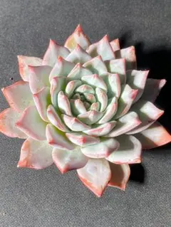 k*i様 C136-C1586-6 ピンクブルーバード 24株 抜き苗 ふっくら