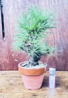赤松 小品盆栽 模様木 盆栽愛好家おすすめ 樹高22cm 松_黒松_五葉松... 赤松 小品盆栽 模様木 盆栽愛好家おすすめ 樹高22cm 松_黒松_五葉松