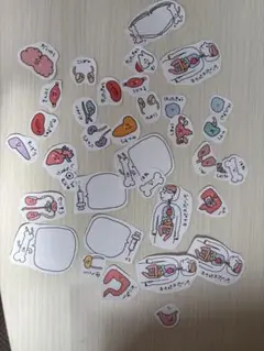 臓器　イラスト　シール