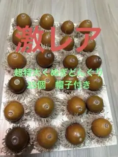 超特大どんぐり 25個セット 工作素材
