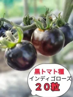 あねくどっと様 リクエスト 4点 まとめ商品