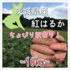 茨城県産 紅はるか さつまいも 約10kg 土付き（ちょっぴり訳あり）