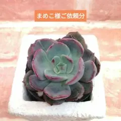 【⠀速達付き】まめこ様ご依頼分 桜大福他 多肉 エケベリア 錦玉園さん 2026年最新】桜大福 多肉の人気アイテム - メルカリ
