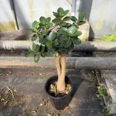 コパンダガジュマル接木 4号鉢底から30㎝ 台木も安定 - メルカリ