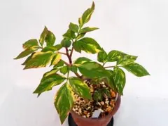 CAT7様 リクエスト 4点 まとめ商品