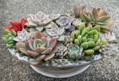 多肉植物　カット苗セット
