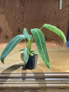 【セール】アンスリウム　ワロクアーナム　No.003　鉢、送料込　メルカリ便 アンスリウム ワロクアーナム No.003 鉢、送料込 メルカリ便