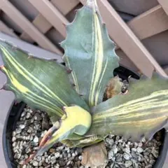 2026年最新】アガベ フェロックス錦の人気アイテム - メルカリ