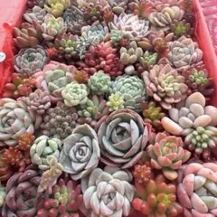 【112】多肉植物 カット苗詰め合わせ 寄せ植えセット