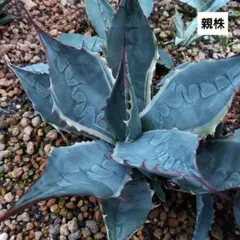 2025年最新】アガベ 親株の人気アイテム - メルカリ