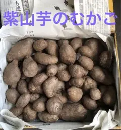 2026年最新】山芋 紫むかごの人気アイテム - メルカリ