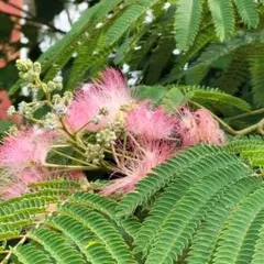 販売済 ネムノキ①ねむの木 白花 合歓木 ゴウカンボク 眠りの木 ネムノキ ①ねむの木 白花 合歓木 ゴウカンボク 眠りの木 観葉植物