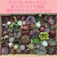 センペルビウム４０カット以上　センペル　寄せ植え　詰め合わせ