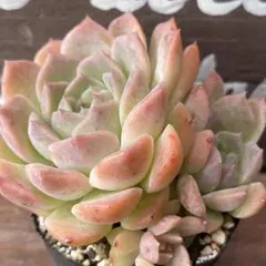 2025年最新】ピュアラブ 多肉の人気アイテム - メルカリ